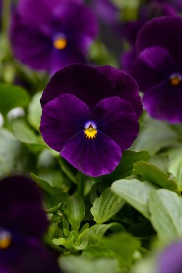 Viola Sorbet Purple(181)